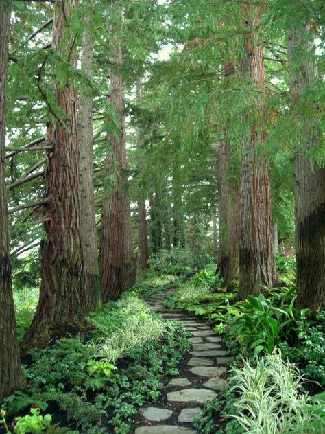 Wooded Backyard Landscape, Garden Pallet, Walkways Paths, Garden Modern, Sloped Garden, Wall Diy, Redwood Tree, Easy Landscaping, Landscape Design Plans