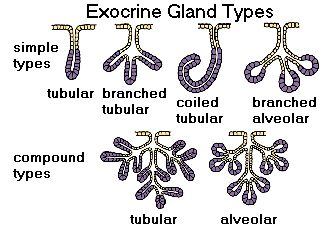 Different types of exocrine glands. Exocrine Glands Notes, Sweat Glands Anatomy, Exocrine System, Human Body Biology, Clinical Anatomy, Epithelial Tissue, Exocrine Gland, Doctor Aesthetic, Human Physiology