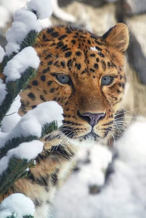 Leopard Pillow, Leopard Blanket, Leopard Necklace, Big Cats Photography, Exotic Pet, Leopard Hoodie, Amur Leopard, Wild Animals Pictures, Leopard Bag