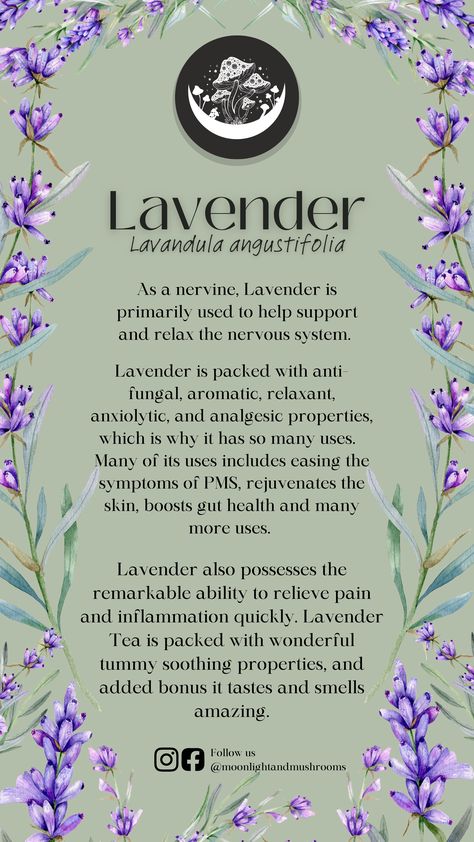 Lavender Plant Meaning, Lavender Herb Uses, Lavender Tea Benefits, Lavender Health Benefits, Herbalist Witch, Lavender Meaning, Herbal Nutrition, Apothecary Garden, Benefits Of Lavender