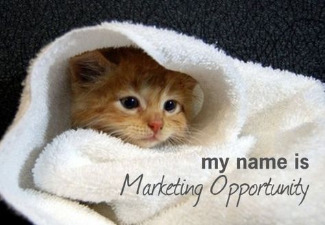 Five Steps to Finding Your Best Kind of Marketing Ginger Kitten, Orange Kittens, Ginger Cat, Orange Cats, Ginger Cats, Cat Aesthetic, Silly Cats, Cat Tattoo