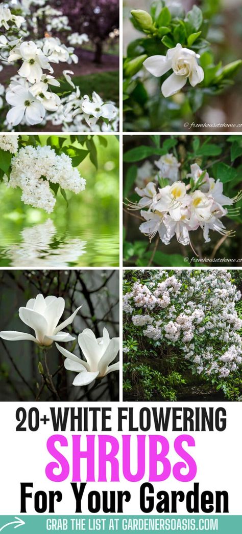 I love these bushes with white flowers to use in my garden design. They will look beautiful in my blue and white backyard garden landscaping. Shrubs With White Flowers, Garden Color Scheme, Bush With White Flowers, Blue And White Garden, Growing Gardenias, White Flowering Shrubs, Evergreen Bush, Dogwood Blooms, Landscaping Trees