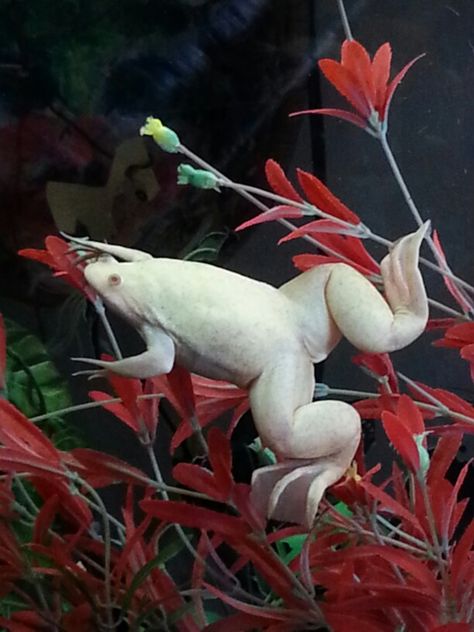 This is Fred my African claw frog Albino Frog, Aquatic Frogs, African Frogs, African Clawed Frog, Amazing Frog, Albino Animals, Tropical Animals, Funny Frogs, Small Tank