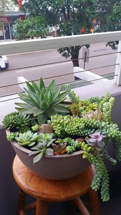 Succulent Bowls, Succulent Garden Indoor, Porch Plants, Succulent Garden Design, نباتات منزلية, Potted Plants Outdoor, Succulent Landscaping, Succulent Garden Diy, Balcony Plants