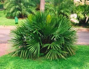 Palm Landscaping, Needle Palm, Garden Florida, Affordable Backyard Ideas, Florida Landscaping, Fan Palm, Foundation Planting, Backyard Pool Landscaping, Zone 5