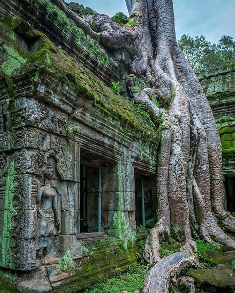 Ta Prohm is one of the most famous ancient temples at Angkor and is known for its huge trees and massive roots growing out of its walls. Did you know that it was also featured in the adventure movie Tomb Raider? Several scenes were filmed in the Ta Prohm complex. Ta Prohm Temple, Ta Prohm, Big Three, Siem Reap, Ancient Temples, Big Tree, Angkor Wat, Angkor, Environmental Art