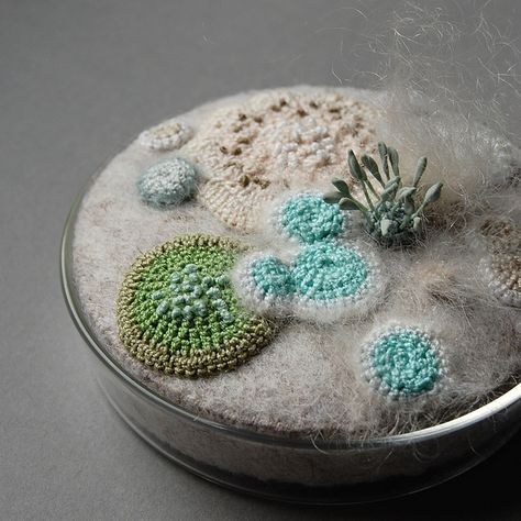 "crochet petri dish," one of many wonderful crocheted/fiber arted mold-like creations. Fungi Art, Petri Dishes, Growth And Decay, Petri Dish, Colossal Art, Art Textile, Science Art, Crochet Art, Macrame Diy