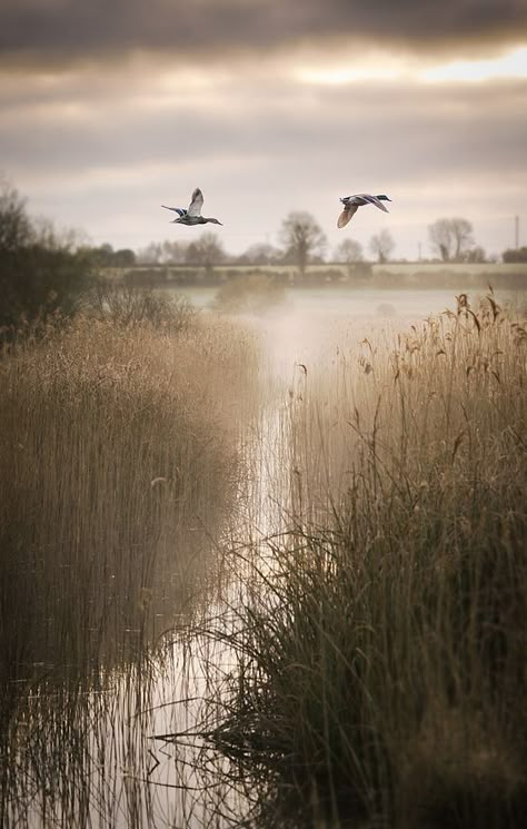 Hunting Backgrounds, Hunting Wallpaper, Hunting Photography, Country Backgrounds, Duck Hunting, Birds Flying, Nature Aesthetic, Wildlife Art, Landscape Photos