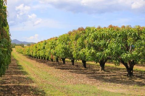 Growing Mango From Seed, Mango Farm, Oak Kitchen Table, Mango Vector, Mango Flower, Cue Card, Fruit Bearing Trees, Grow Avocado, Fruit Icons