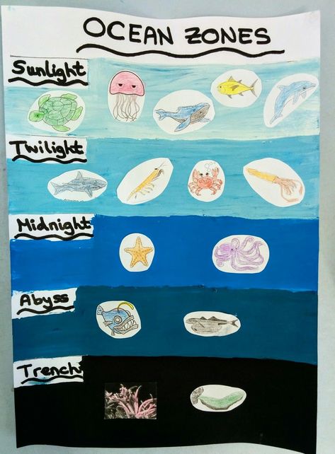 Ocean Science Kindergarten, Who Lives In The Ocean Preschool, Ocean Zone Activities, Layers Of The Ocean Preschool, Ocean Animals Science Activities, Ocean Educational Activities, Ocean Themed Sensory Activities, Ocean Layers Craft, Ocean Layers For Kids