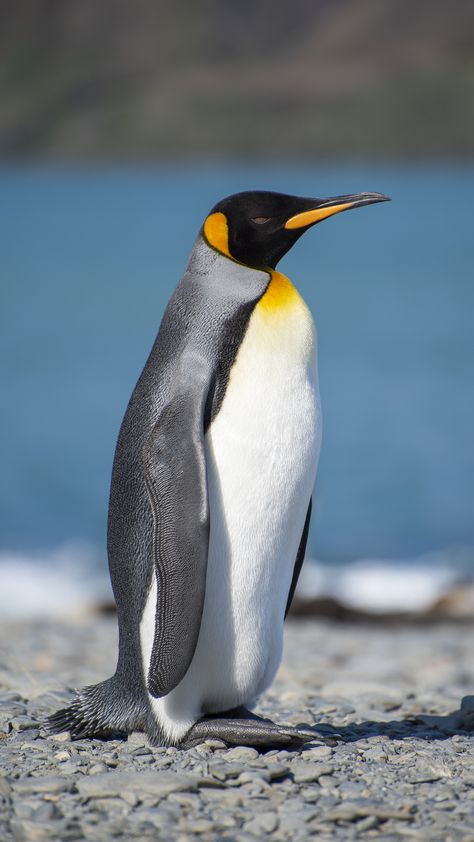 Pictures Of Penguins, Penguin Emperor, Emporer Penguin, Penguin Photos, Penguin Photo, Birds Images, Birds Photos, Birds Pictures, Penguin Images