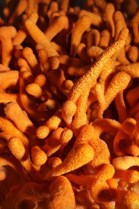 So you’ve heard all about this magnificent mushroom called Cordyceps and a few of its wacky characteristics, like how it colonizes insects and grows out of their bodies or that ingesting these little orange mushrooms can support healthy energy within normal ranges. In this blog, you’ll learn more about Cordyceps and what makes it so dang cool -- namely its compound, cordycepin. Cordyceps Mushroom, Types Of Fungi, Orange Mushroom, Mental Health Resources, Hormone Health, Natural Therapy, Healthy Energy, Nail Fungus, Traditional Chinese Medicine