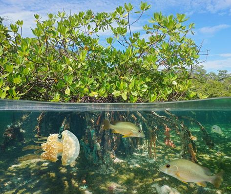 These Fish Fuel Mangrove Forests With Their Urine Above And Below Water, Nan Goldin, Levitation Photography, Photography Water, Mangrove Swamp, Photography Tricks, Photography Macro, Double Exposure Photography, Bahamas Island