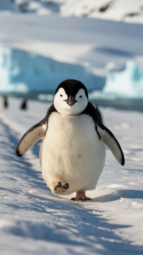 Snowy Tundra, Penguin Photo, Penguin Images, Penguin Shirt, Penguin Pictures, Adelie Penguin, Green Apron, Emperor Penguin, Penguin Love