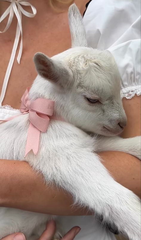 Regnul Animal, Baby Goat, Baby Goats, Pretty Animals, Lily Rose Depp, Dessin Adorable, Cute Animal Photos, Cute Creatures, Animal Photo