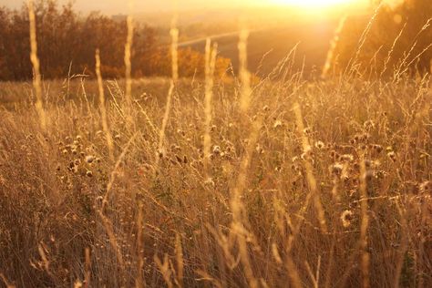 Barley fields tide Barley Field Aesthetic, Vessel Aesthetic, Barley Field, Lawn Sweeper, Spring Shawl, Dance Fever, Divine Rivals, Reel Mower, Opening Scene