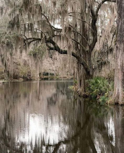 Louisiana History | Beautiful Louisiana 💜💙 | Facebook Deep South Aesthetic, Marsh Aesthetic, Creole French, Florida Gothic, Swamp Scene, Charleston Living, Louisiana Photography, Southern Landscape, Sentimental Art