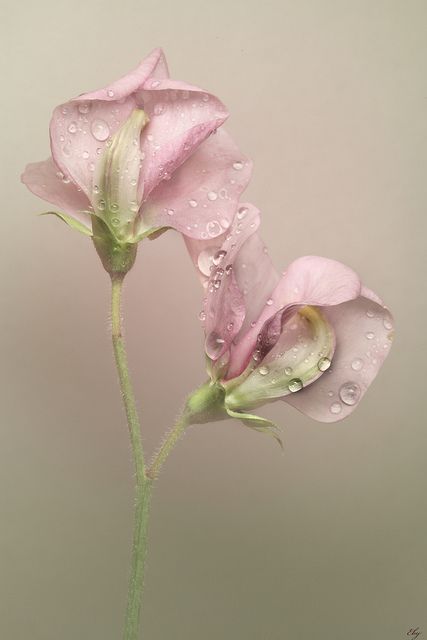 ❀                                                       …                                                                                                                                                                                 More Sweet Pea Flowers, Pea Flower, Sweet Peas, Water Droplets, Beautiful Blooms, Delicate Flower, Sweet Pea, Love Flowers, Flowers Photography