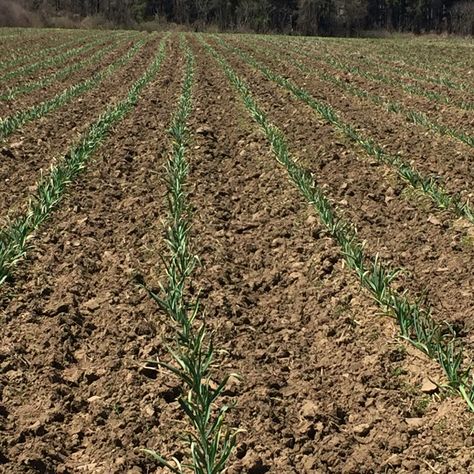 Garlic fields at A&L Garlic Farms 2016.  Visit us at algarlicfarms.com to learn more about locally grown garlic and all the variety options from mild to hot. Garlic Farm, Locally Grown, To Learn, Garlic, Nature