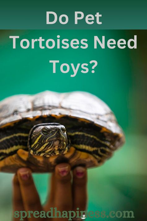 Pet tortoises don't require toys in the same way as other pets. However, providing enrichment items like natural substrates, obstacles to explore, and hiding spots can stimulate their curiosity and encourage natural behaviors. Additionally, items like edible treats or non-toxic objects can offer mental stimulation and prevent boredom. Tortoise Enrichment Toys, Toys For Tortoises, Tortoise Enrichment, Tortoise Toys, World Turtle Day, Tortoise Care, Red Eared Slider, Turtle Swimming, Mental Stimulation