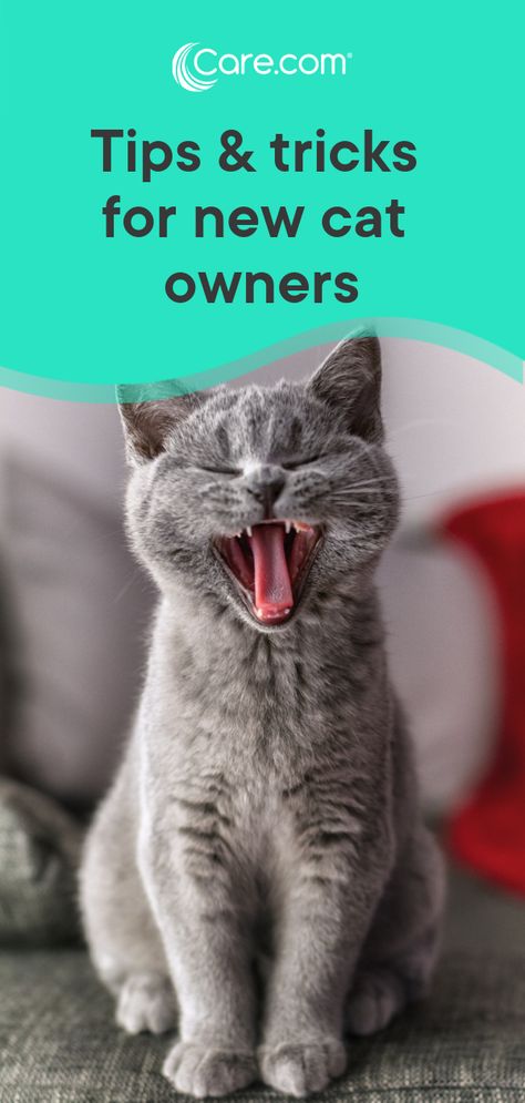 Many pet owners consider cats to be the perfect living partners, but it’s important to know the basics before jumping into cat ownership. Your fluffy new best friend is counting on you to provide the essentials. If you just took in a new cat or are considering adding a feline friend to your family, here are the major things to know and consider. #cats #petcare Aggressive Animals, Cat Ownership, Getting A Kitten, Older Cats, Counting On, Cat Hacks, Indoor Pets, New Cat, Cat Parenting