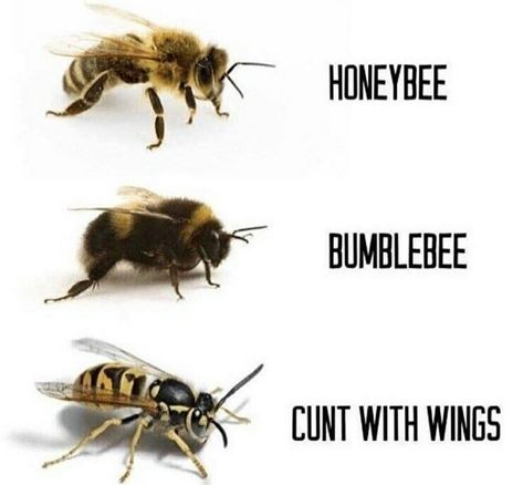 Bee Oc, Bee Humor, Funny Animals With Captions, I Love Bees, Word Quotes, Memes Of The Day, Funny Hats, Memes Sarcastic, Animal Facts