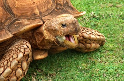 Sulcata Tortoise - Description, Habitat, Image, Diet, and Interesting Facts African Tortoise, Low Protein Diet, Tortoise Care, Sulcata Tortoise, Galapagos Tortoise, Keystone Species, Giant Tortoise, Angelina Ballerina, Land Animals