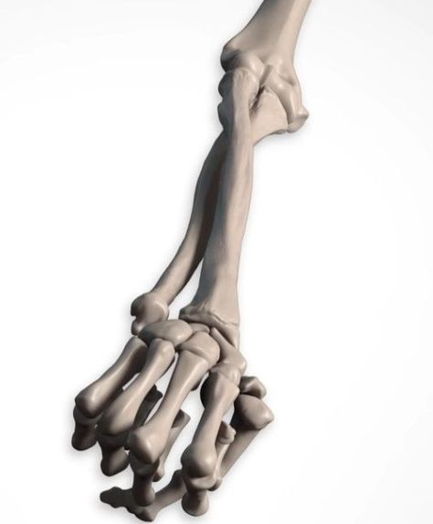 Bones Reference, Hand Bone Anatomy, Skeleton Hands Drawing, Arm Bones, Skull Reference, Skeleton Anatomy, Hand Tats, Human Anatomy Art, Hand Reference