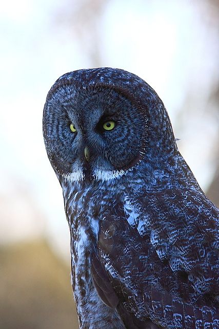 Kingsville Ontario, Awesome Owls, Nocturnal Birds, Grey Owl, Great Grey Owl, Blue Owl, Hoot Owl, Gray Owl, Owl Pictures