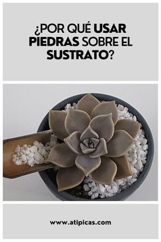 Piedras en suculentas. Todo lo que debes saber sobre las piedras o acolchado sobre el sustrato de suculentas y cactus. Aesthetic Garden, Garden Aesthetic, Backyard Inspiration, Agaves, Cactus Y Suculentas, Ideas Garden, Easy Ideas, Planting Herbs, Green Life