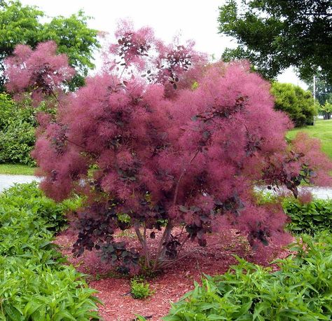 Hardy Purple Smokebush - 10 Seeds Winecraft Black Smokebush, Smokebush Shrub, Purple Smokebush, Cotinus Coggygria, Privacy Hedge, Dreamy Garden, Buy Plants Online, Home Yard, Alpine Plants