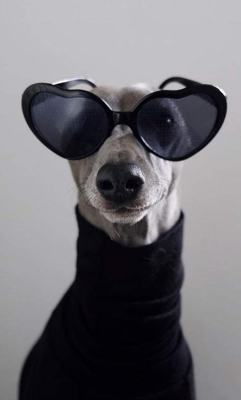 Funny Dog Portraits, Dog Wearing Sunglasses, Panda Dog, Bear Photography, Animal Photography Wildlife, Bunny Cat, Dog Spa, Dapper Dogs, Paint Your Pet