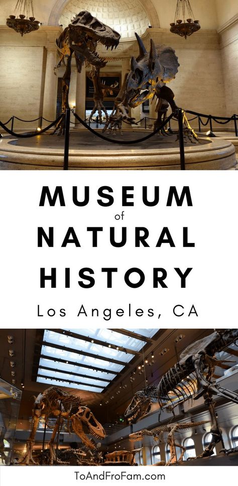 What To Do In La, Dinosaur History, Dinosaur Museum, Los Angeles Museum, Outdoor Play Areas, Museum Of Natural History, Dinosaur Bones, Natural History Museum, History Museum