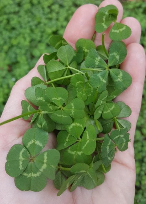 How To Find A Four Leaf Clover, Four Leaf Clover Photography, Aesthetic Four Leaf Clover, Clovers Aesthetic, 4 Leaf Clover Aesthetic, Four Leaf Clover Aesthetic, 4 Leaves Clover, Four Clover Leaf, Clover Aesthetic