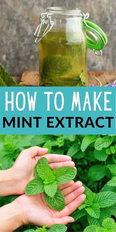 Sweet Mint Plant Uses, Peppermint Extract Recipes, Mint Extract Recipe, Homemade Mint Extract, Mint Recipes Fresh, Homemade Extracts, Diy Extracts, Mint Extract, Mint Oil