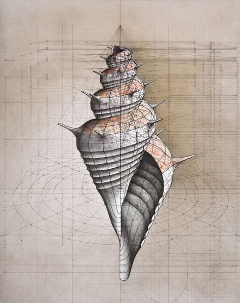 Fibonacci Spiral, Graphisches Design, The Golden Ratio, Math Art, Geometry Art, Golden Ratio, Science Art, A Drawing, Sea Shell