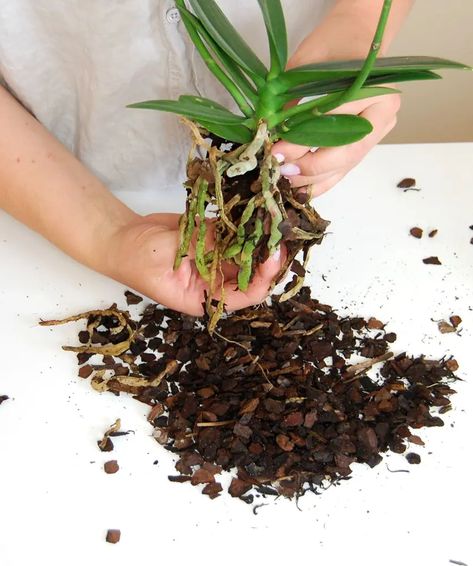 How to Repot an Orchid For Healthier Growth Repot Orchids How To, Repotting Orchids How To, Orchid Repotting, Orchid Potting Mix, Repotting Orchids, Orchid Fertilizer, Orchid Roots, Houseplant Care, Clean Pots