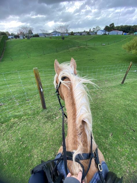 Hores Riding Girl, Dapple Palomino Horse, Quarter Horse Palomino, Palomino Horse Jumping, Horse Riding Pov, Palomino Horse Aesthetic, English Horse Riding Aesthetic, English Riding Aesthetic, English Riding Breeches