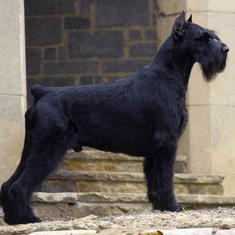 Giant Schaunzer, Giant Schnauzer Grooming Styles, Black Schnauzer, Guard Dog Breeds, Schnauzer Grooming, Standard Schnauzer, Big Dog Breeds, Giant Schnauzer, Schnauzer Puppy