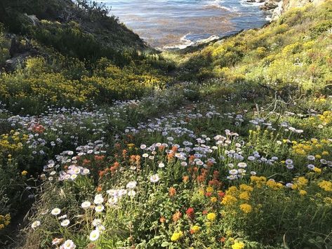 Cottagecore Landscape, The Last Man On Earth, Flowers Field, Pretty Aesthetic, Field Of Flowers, Aesthetic Nature, Pretty Landscapes, Howls Moving Castle, Pretty Photos