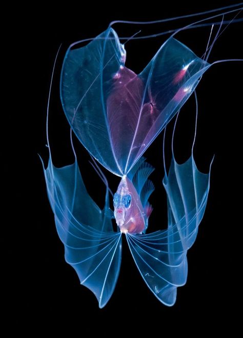 Set against the stark backdrops attainable only during blackwater dives, larval fish become strange, otherworldly specimens with glasslike bodies and translucent fins that billow outward. Their delicate, still-developing anatomies are the subjects of Steven Kovacs’s underwater photos, which frame the young creatures at such precarious stages of life. Koi Fish Tank, Fish Fin, Fauna Marina, Deep Sea Creatures, Beautiful Sea Creatures, Colossal Art, Underwater Creatures, Underwater Life, Underwater Photos