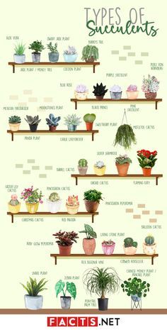 When gardeners go gardening they come across many plants. There are vegetables, small trees, herbs, and shrubs that can be planted in indoor settings as… Plant Pot Designs, Living Stone Plant, Plant Decor Ideas, Glamorous Home, Household Plants, Plant Care Houseplant, Plants Home, Types Of Succulents, Inside Plants