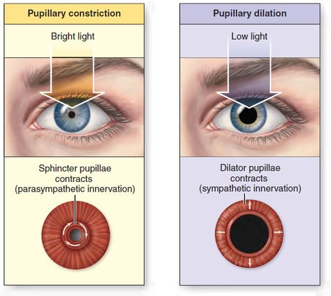 Pupil Diameter. Pupillary constriction decreases the diameter of the pupil to reduce the amount of light entering the eye. Pupillary constriction is controlled by the parasympathetic division of the ANS. Pupillary dilation increases pupil diameter to increase light entry into the eye and is controlled by the sympathetic division. Ophthalmology Notes, Optometric Technician, Diagram Of The Eye, Pupil Dilation, Improve Eyesight Naturally, Optician Training, Eye Health Facts, Optometry Education, Eye Medicine