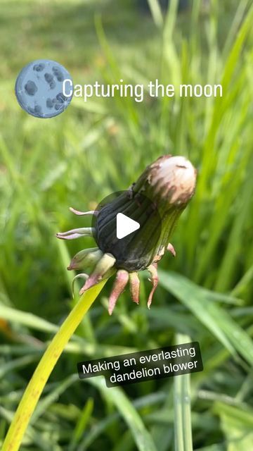 Forage_from_nature on Instagram: "Capturing the moon - making an everlasting dandelion blower.  I came across a wonderful reel done by @mudnbloom about making a everlasting dandelion clock and I wanted to try it for myself.  Check out their page for some great projects and follow this link for a detailed instruction guide on how to make your own https://www.mudandbloom.com/blog/everlasting-dandelions  #dandelions #dandelionclock #dandelionclocks #capturingthemoon #dandelion" Everlasting Dandelion, Dandelion Clock, Turin, How To Make Your, Try It, The Moon, Dandelion, Make Your Own, Clock