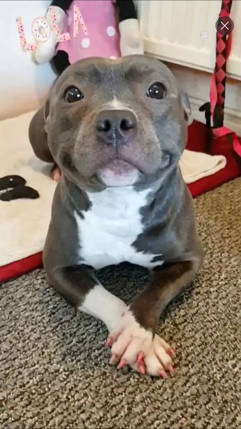 Baby Pitbulls, Staffordshire Terriers, Dog Pitbull, Pitbull Puppy, Cute Animals Puppies, Very Cute Dogs, Really Cute Dogs, Cute Little Puppies, Pretty Dogs