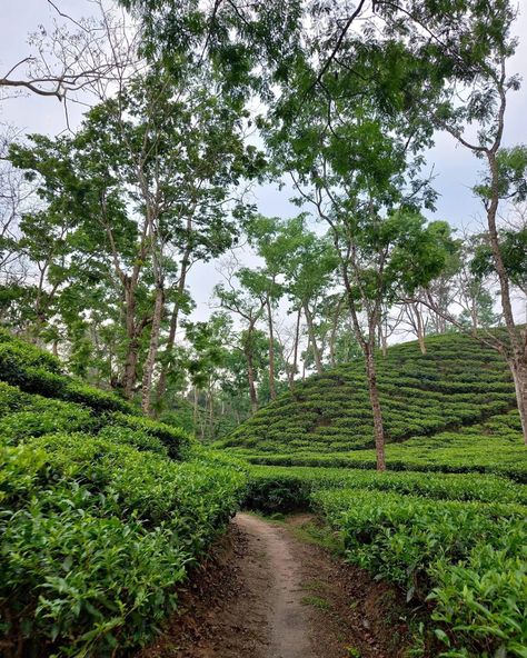 Here we grow tea leaves in bangladesh. Sylhet Tea Garden, South Asian Aesthetic, Asian Aesthetic, Natural Picture, Ooty, Tea Culture, Background Images For Quotes, Tea Garden, South Asian