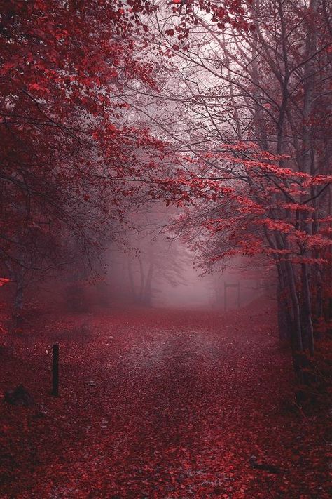 Maroon Aesthetic, Burgundy Aesthetic, Gryffindor Aesthetic, Red Forest, Photographie Portrait Inspiration, Misty Forest, Red Wallpaper, Red Aesthetic, Halloween Wallpaper