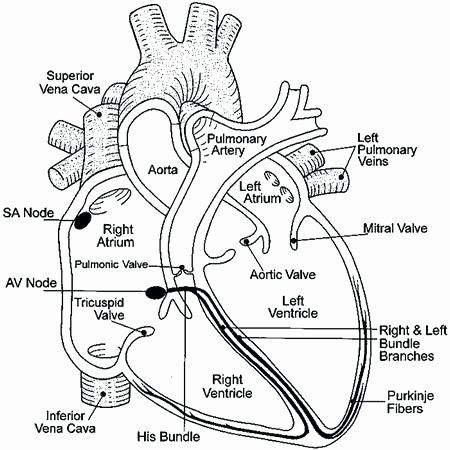 25 Heart Diagram Worksheet Blank | Softball Wristband Template Heart Anatomy Drawing, Human Heart Diagram, Nclex Notes, Pt School, Heart Structure, Heart Diagram, Nurse Study, Medical Study, Basic Anatomy And Physiology