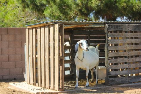 The best part about building your goat house with pallets is that you can find some FREE or at least cheap. Pallets are strong and easy to build with. Goat Herder, Goat Playground, Goat Toys, Goat Shed, Livestock Shelter, Goat Shelter, Goat Pen, Goat House, Nubian Goat