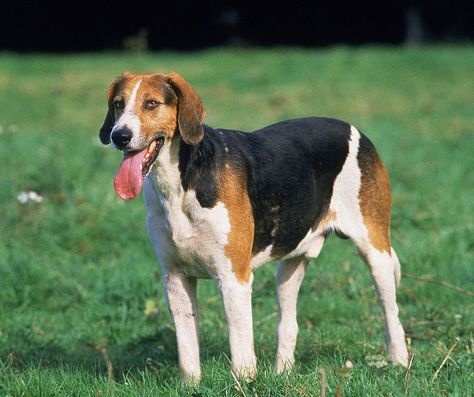 Foxhound Puppy, British Aristocracy, Best Puppy Food, English Foxhound, Every Dog Breed, Best Puppies, On Horseback, The Fox And The Hound, Puppy Food